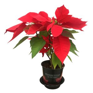 Poinsettia de navidad grande