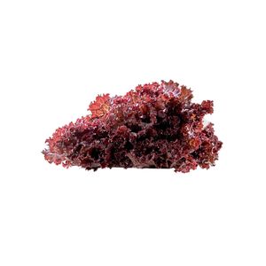 Lechuga morada crespa x 200gr