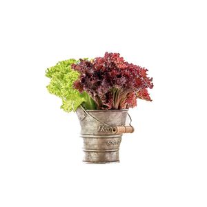 Lechuga mixta tierna x 250gr
