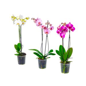 Orquídeas