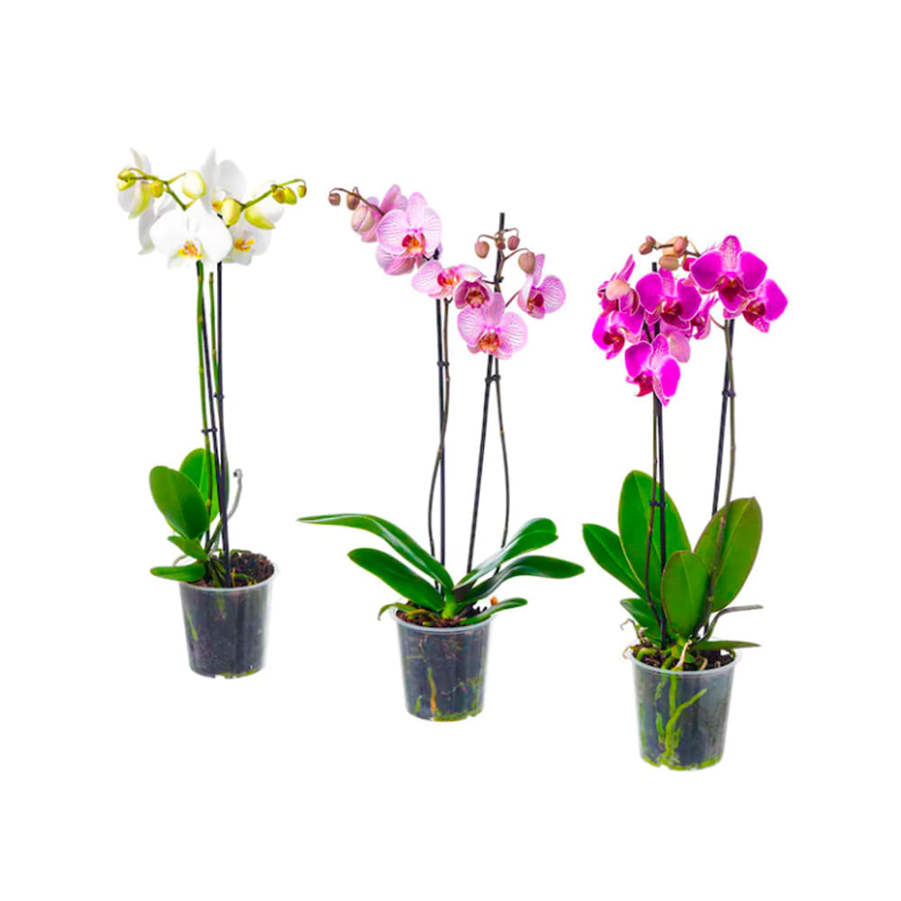 Orquídeas