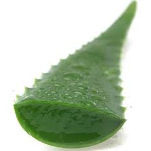 Sábila hoja Naturomar x un