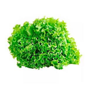Lechuga hidropónica verde crespa x200gr