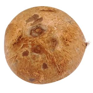 Coco x800gr