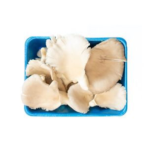 Champiñón Oyster Orellana granel