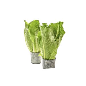 Lechuga romana ecológica Veggies x 150 gr