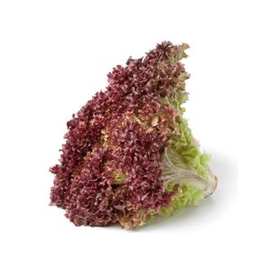 Lechuga Morada Ecológica x120gr