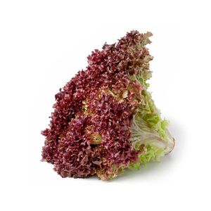 Lechuga morada crespa hidropónica x200gr