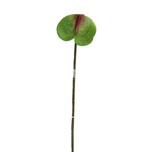 Anturio Gio Home Verde 65 cm