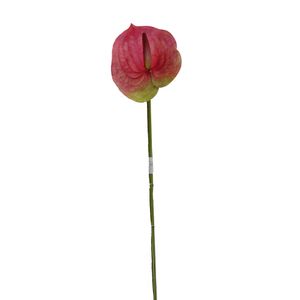 Anturio Gio Home Rosa 63 cm