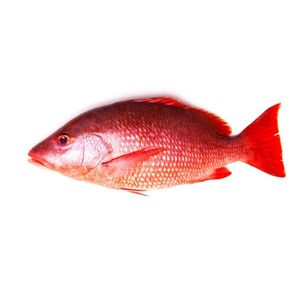 Pargo rojo Kg