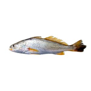 Corvina Kg