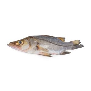 Robalo kg