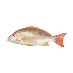 Pargo platero Kg
