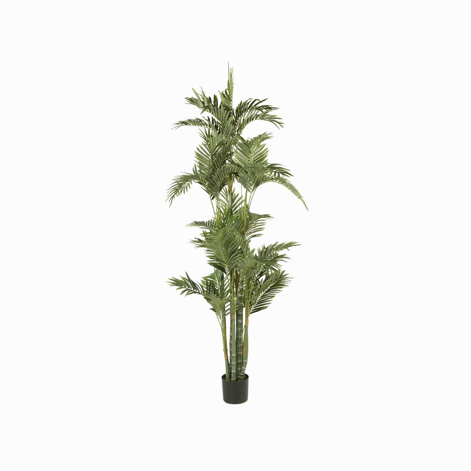 Palmera Dorada Ornamental