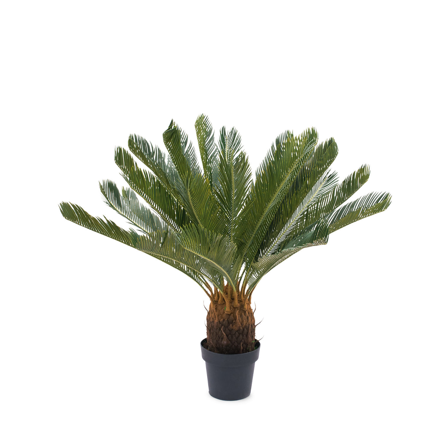 Palmera Cicacea