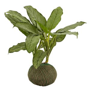 Planta 5