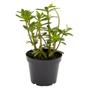 Plantas Aromáticas Matera: Surtida