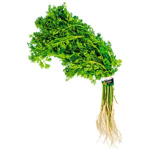 Cilantro Cuisine&Co 100g