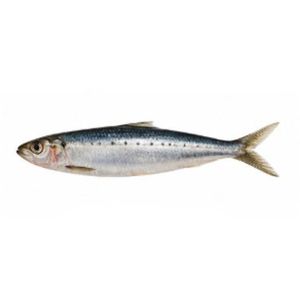 Sardinas x kg